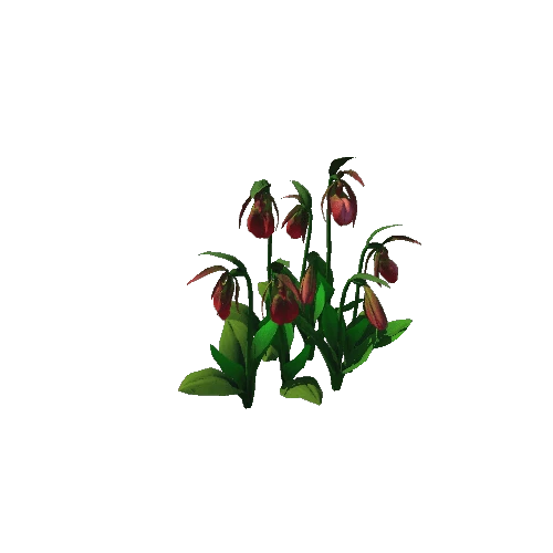 Flowwer_Cypripedium acaule3